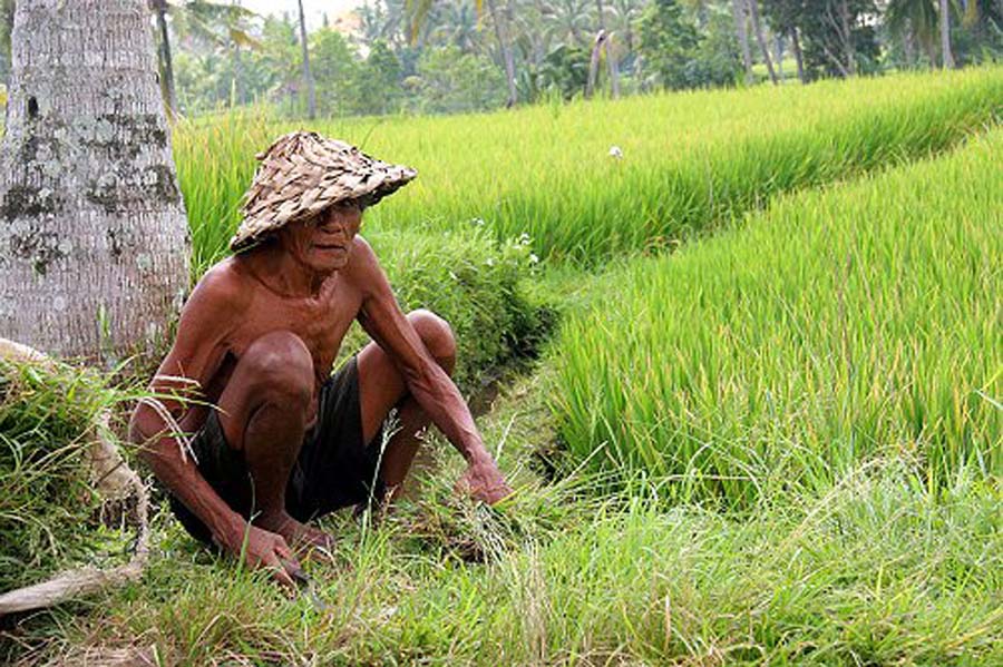 Ilustrasi petani | Foto: kompas.com