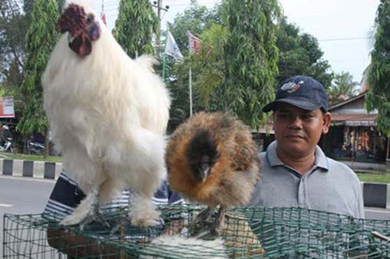 Ayam Kapas Bernilai Jutaan Rupiah